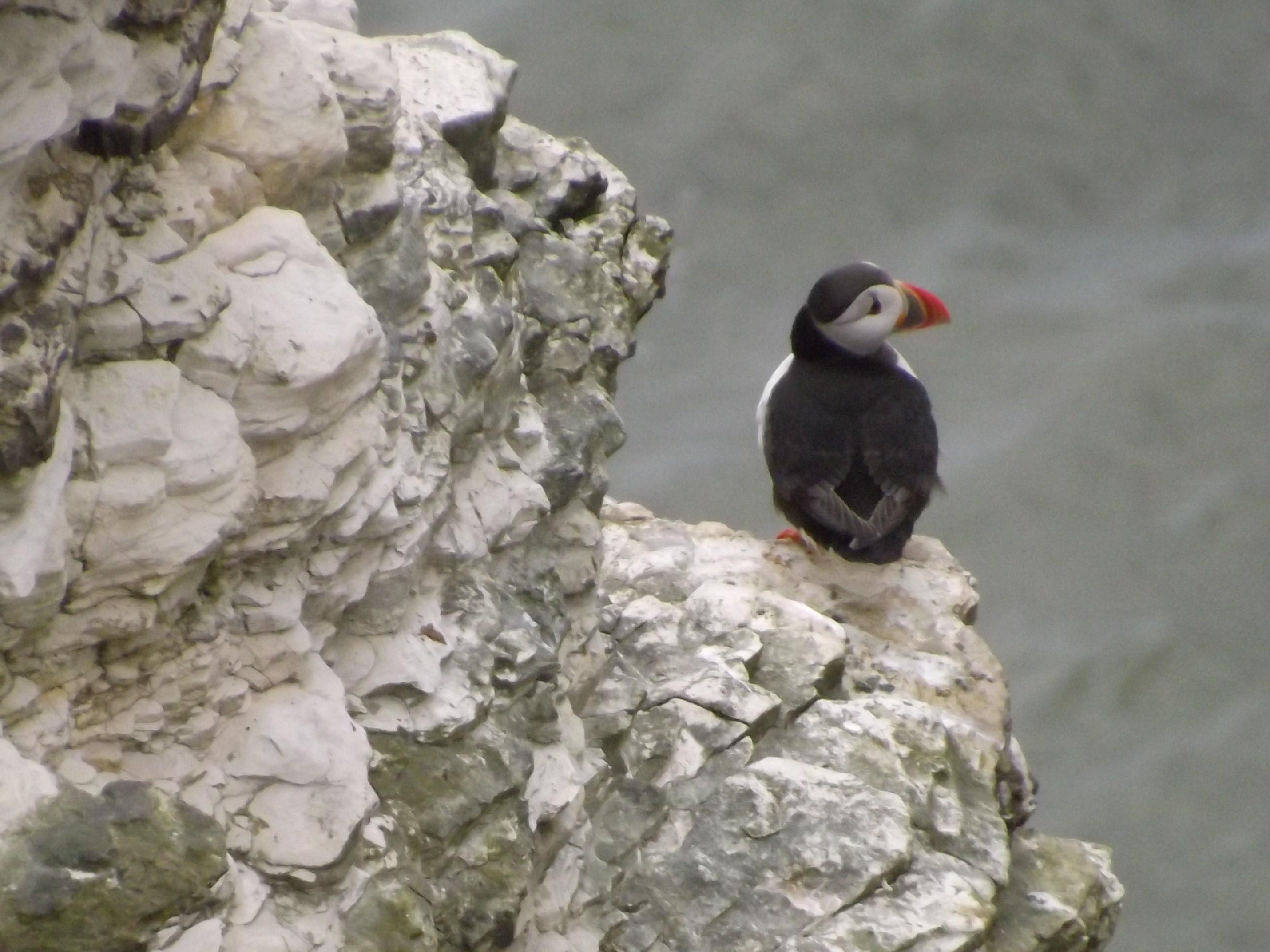 Photograph of RSPB Bempton Cliffs, Yorkshire Wolds