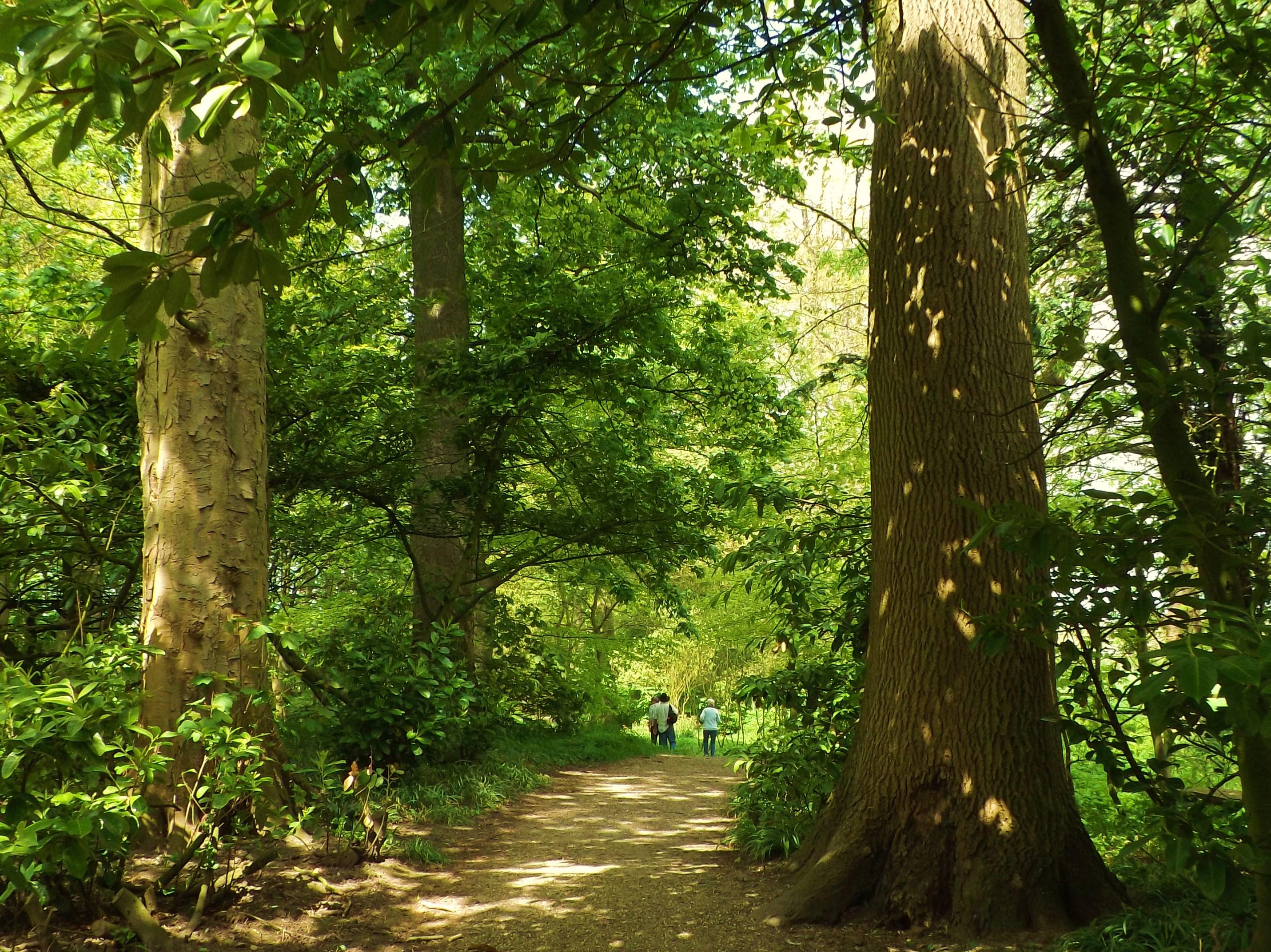 Photograph of Burton Agnes Woods, Yorkshire Wolds