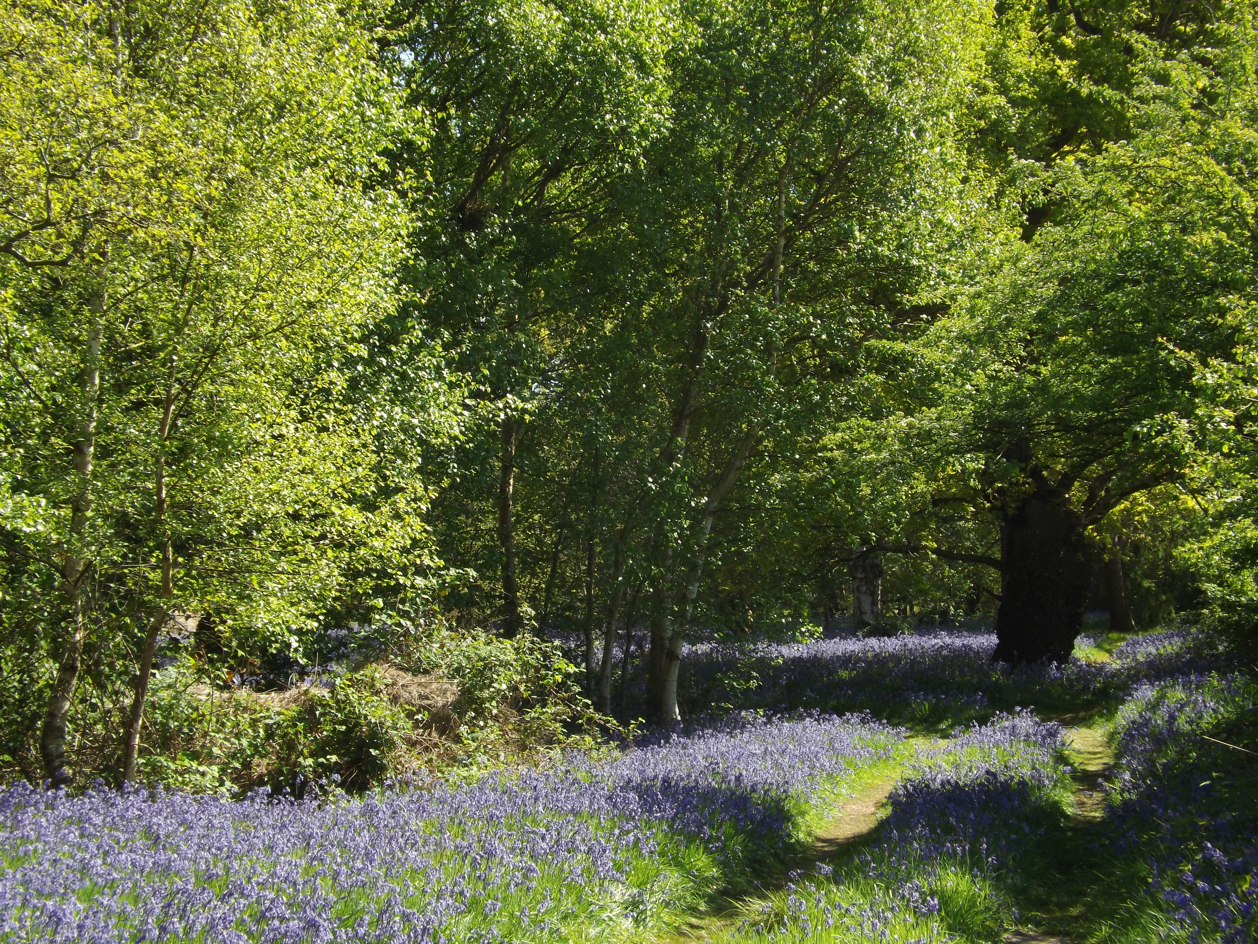 Cliffe Woods Spring Walk with John Killingbeck